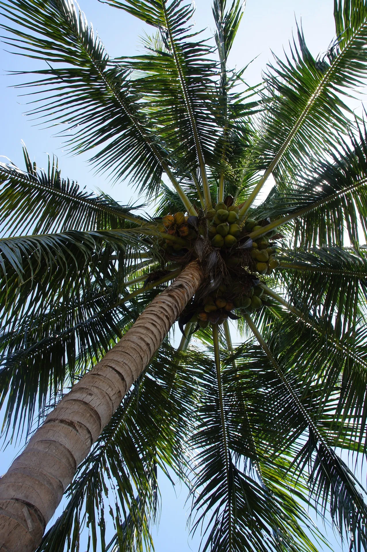 Pflanzen und Gewächshäuser im Frankfurter Palmengarten